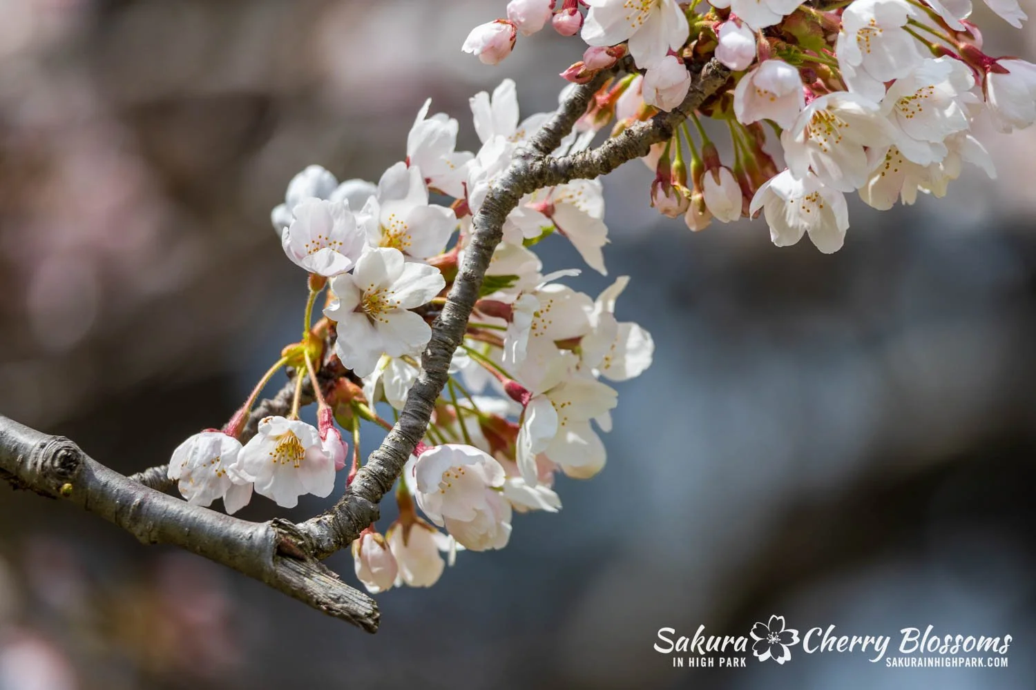 Sakura Watch May 1, 2026 - Peak Bloom begins in High Park, but